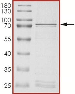 Sino Biological&nbsp;Recombinant Human FYN Protein (Full Length, GST Tag)